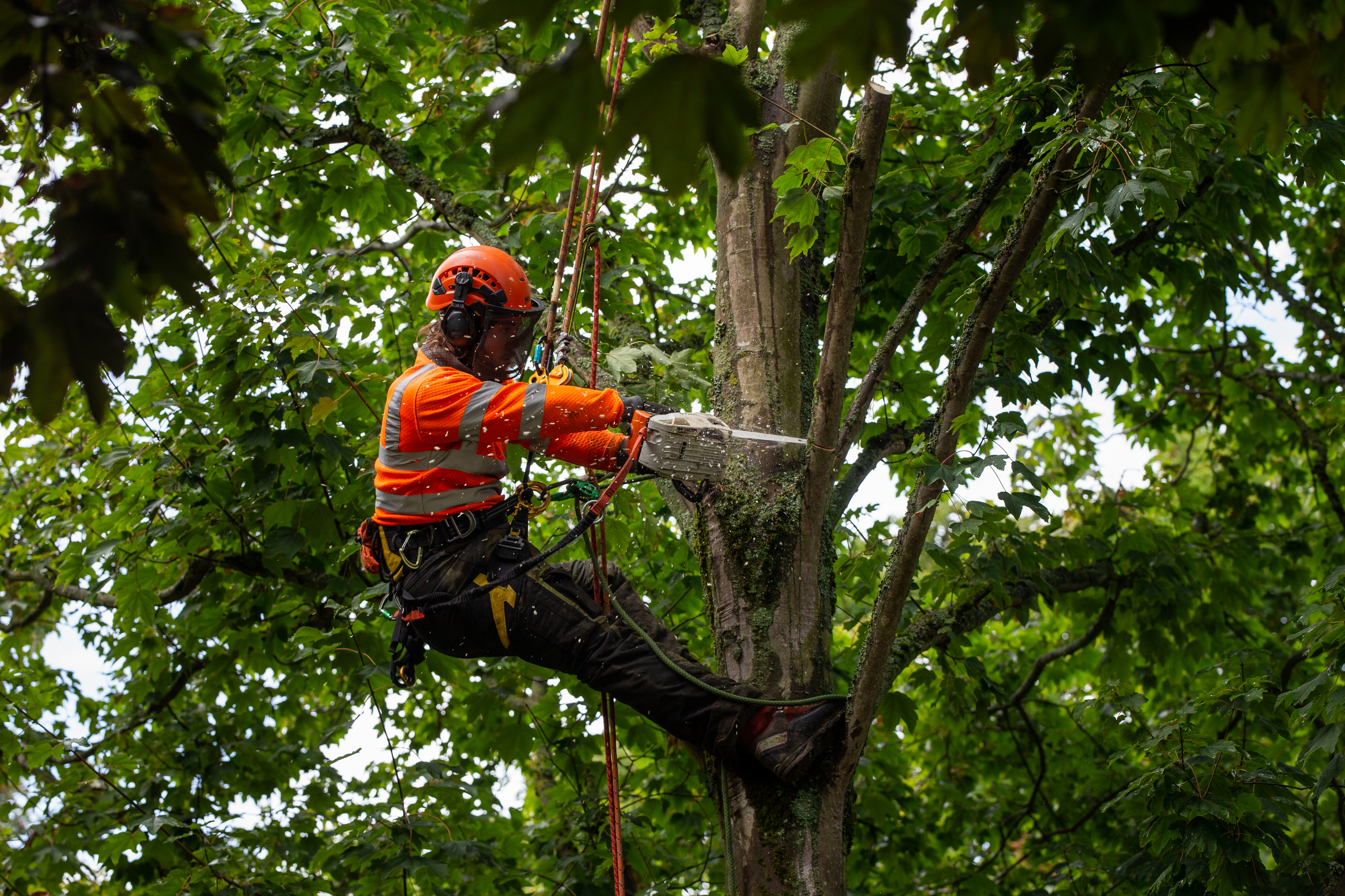 Tree surgeon